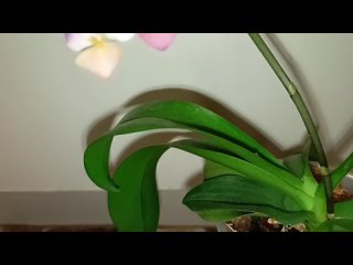 Phalaenopsis Liu’s Triprince Pink | орхидея фаленопсис Льюис розовый