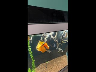 Как новые рыбки попадают в аквариум