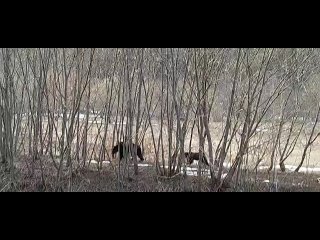 Жители Сахалина сняли на видео идущих вдоль дороги медведей