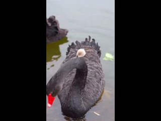 Черный лебедь с птенцом