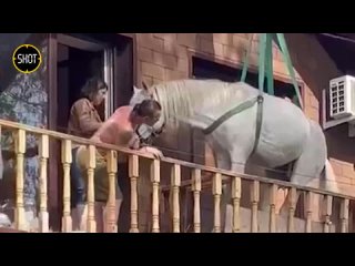 Белогривого коняшку из Оренбурга спасли от потопа на балконе частного дома