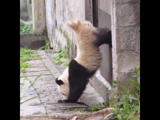 Разминка большой панды