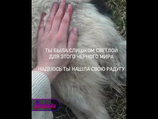 В Иркутской области мужчина застрелил домашнюю собаку своей соседки-блогера, которая была любимицей всей округи
