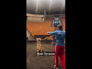 Коллектив Большого Московского цирка уже в Луганске.
