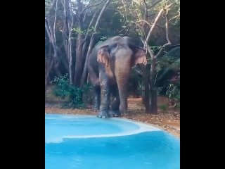 Видео от Шри-Ланка
