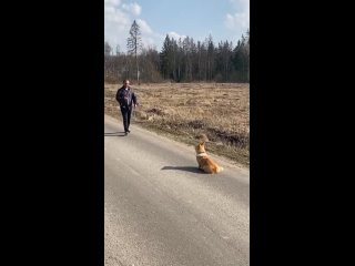Видео от Дрессировка собак КОНТАКТ в Москве и области