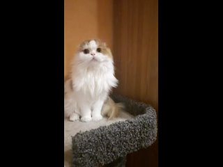 Видео от Питомник шотландских вислоухих кошек Demi Moore