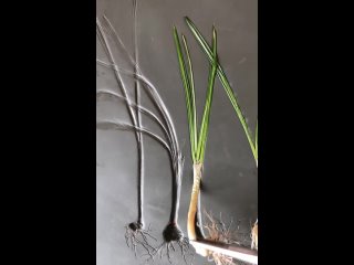Video by Лес I Ботанический барельеф