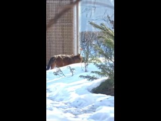 Красный волк из Московского зоопарка показал, как нужно наслаждаться весной