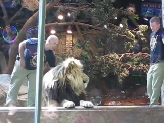 Львица изо всех сил старалась успокоить Льва от нападения на смотрителя зоопарка, который смотрел ему в глаза!