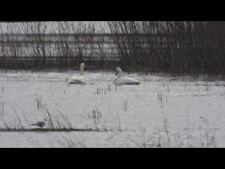 Лебеди кликуны прогнали Лебедя Шипуна, наблюдние птиц в Новгородской области, 6 апреля 2024