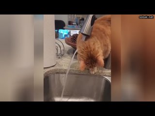 Котикам давно пора признать тот факт, что они абсолютно не умеют пить воду из-под крана. Они либо бе