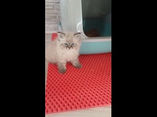 Видео от Сибирские Невские Маскарадные кошки в Тушино