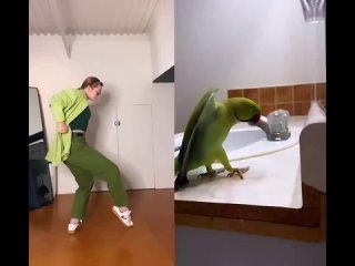 Хореография танца от попугая: теперь двигаемся только