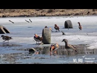 Утки-манадаринки вернулись во Владивосток. Только вот родное озеро их снова встречается мусором и покрышками