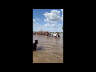 Табун лошадей едва не утонул в Западно-Казахстанской области