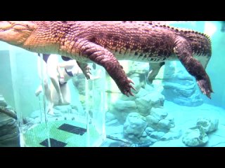 Уникальное Приключение в Австралии - Погружение в Мир Крокодилов