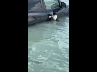 ‍⬛ Мачка јача од водене стихије