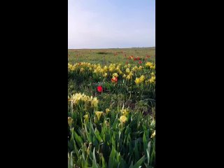 Кетченеровская степь, тюльпаны, моя внучка Амина (мн - жизнь, душа) Апрель 2024