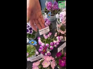 В Мурманске проходит выставка цветущих растений «Весеннее Настроение»