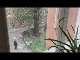 Убрать все пуховые  тополя. Есть порода тополей, без пуха..  Если уж так хочется...  Сосны, туи, липы, рябина... И... - Мила Калинина