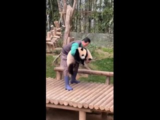 Работа уборщика вольеров с пандами выглядит, как работа мечты