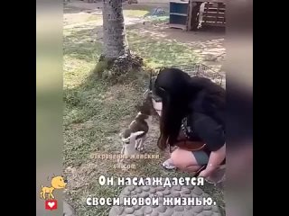 Пусть пёс будет любим и счастлив