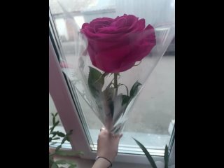 жазира подарила розу