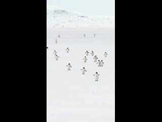 В соцсетях завирусился ролик с ускоренной походкой пингвинов под музыку из тетриса