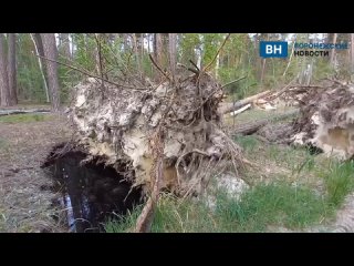 Несколько огромных сосен повалены в Воронежском заповеднике