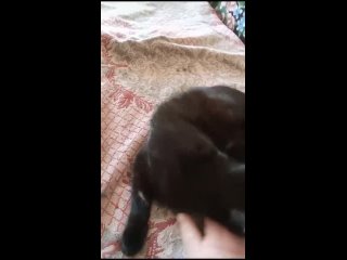 Видео от Копорские кошки. Помощь коту Василию.