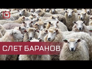 Представители 60-ти ведущих племенных хозяйств России приедут в Дагестан на Российскую выставку племенных овец и коз