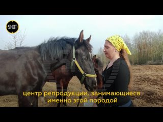 Вымирающую породу лошадей  русскую верховую  пытаются спасти в Тульской области