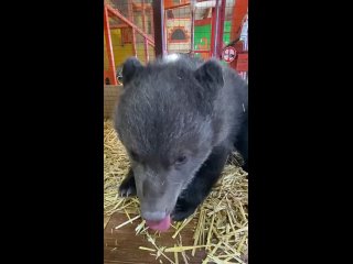 🧸Помочь подобрать имя этому милому медвежонку попросили подписчиков сотрудники Сибирского зоопарка