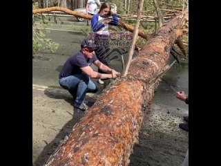 Сегодня под Сысертью на Челябинском тракте рухнуло дерево.