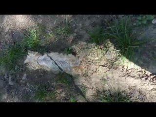 Видео от Пропала и найдена собака (Москва и Моск.область)