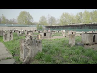 Video by ГБУ КО “Центр для безнадзорных животных“