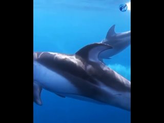 Атлантический белобокий дельфин 🐬