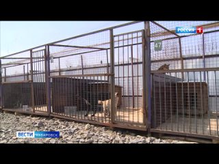 Новый механизм обращения с бездомными собаками утвердили в Хабаровской краевой думе