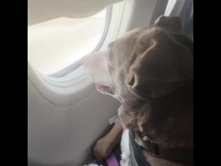 Собака впервые летит на самолете