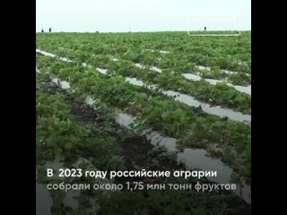 Рекордный урожай плодов и ягод собрали в России в 2023 году