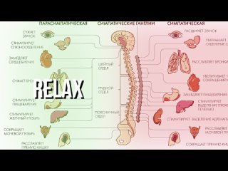 Как продлить свой секс, без таблеток и уколов Секретный техники из порно