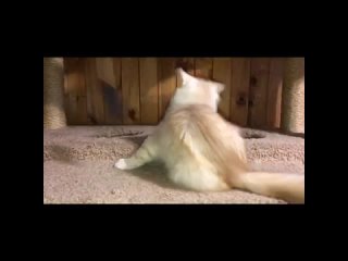Видео от Питомник сибирских кошек котята Spark Heart