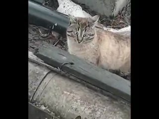 Видео от ТАЙСКАЯ КОШКА. Объявления. Тайский котенок в дар