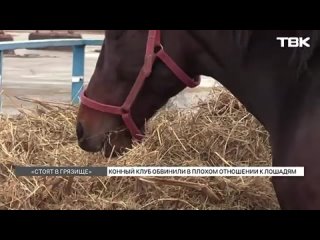 «Стоят в грязище»: в красноярском конном клубе не ухаживают за лошадьми
