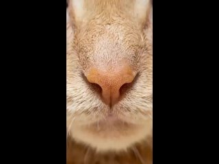 Нос кота под микроскопом