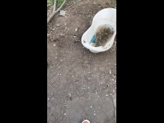 Видео от ДЕЛАЙ ДОБРО Бездомные Животные Волгодонска