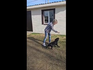 Видео от Staffy Bull. Самые лучшие в мире собаки