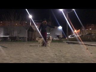 Видео от Золотистый ретривер. дрессировка собак Курск