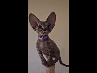Как выглядят котята породы Девон-рекс и их уши